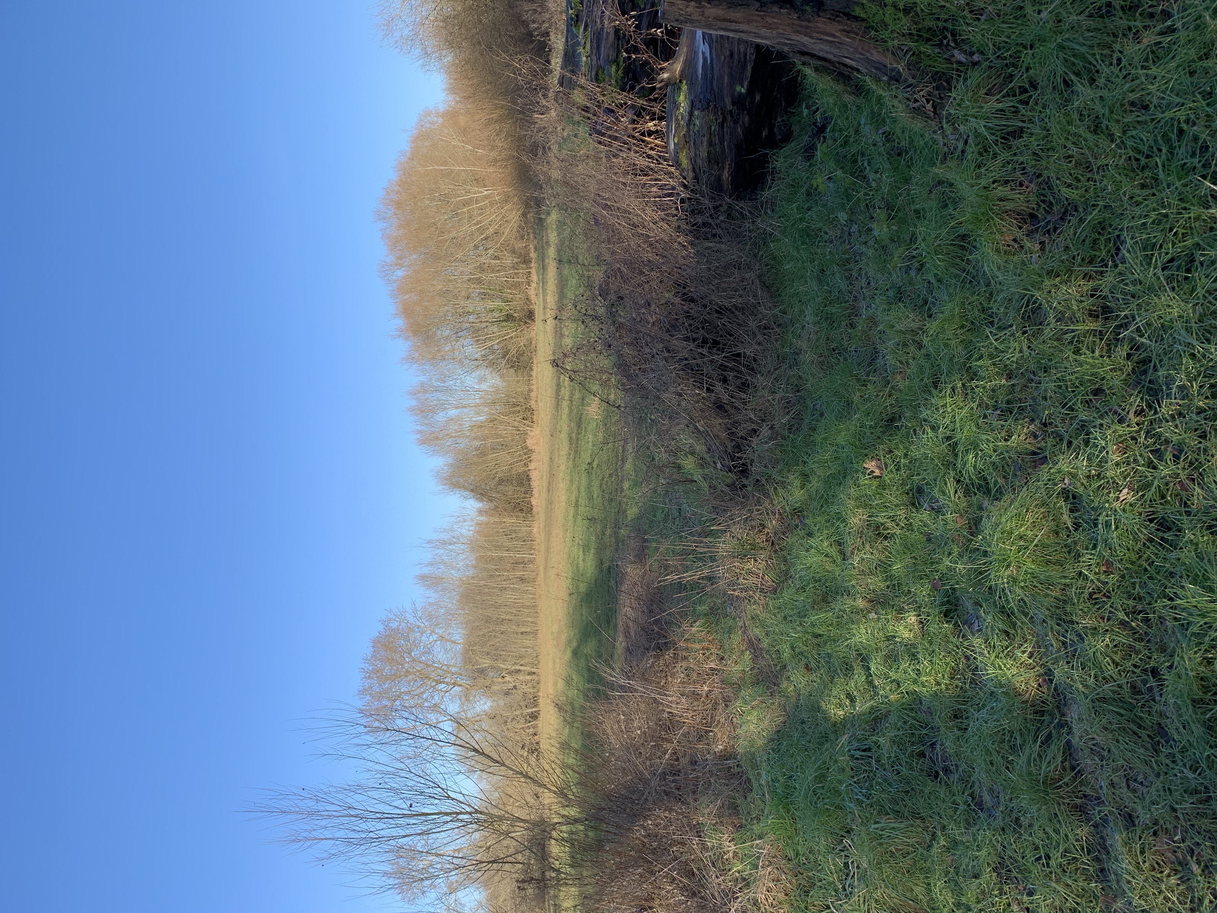 One of the back-meadows of University Parks.